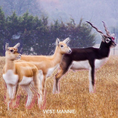 Black Gazelle - Single