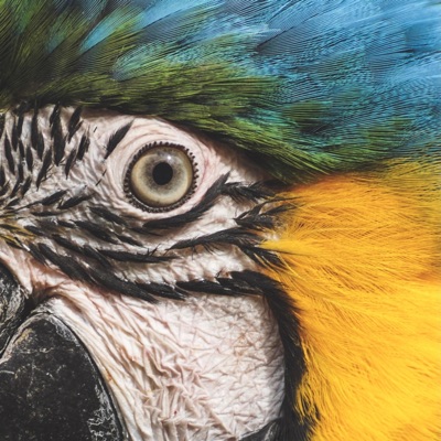 Eva (feat. PI) - Single