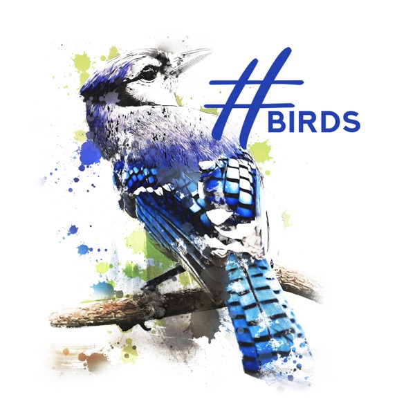 #Birds