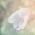 tadpoles