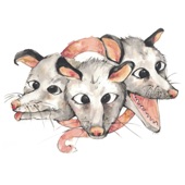 Opossums - Hangin' Around