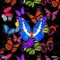 Butterfly (feat. Brevin Rowand) - Pneuma lyrics