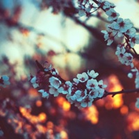 Lights - Single - Sappheiros