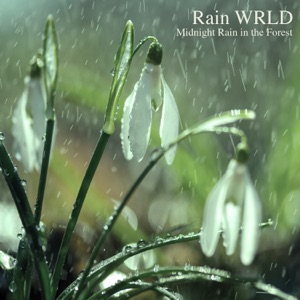 Midnight Rain in the Forest - Single