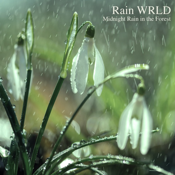 Midnight Rain in the Forest - Single