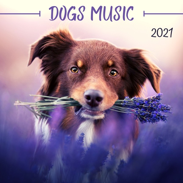 Dogs Music 2021 - Relaxing Music to Calm your Pets, Stress Relief Sounds