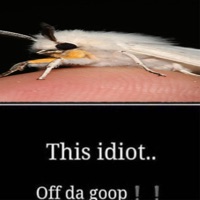This Idiot Off Da Goop !!! - EP - Lilith Moth