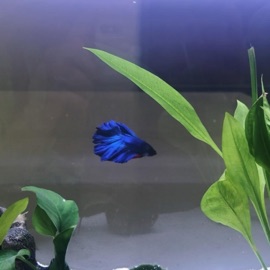 Out for the Night (Live) The Marías