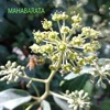 Mahabarata (Radio Edit) - Single