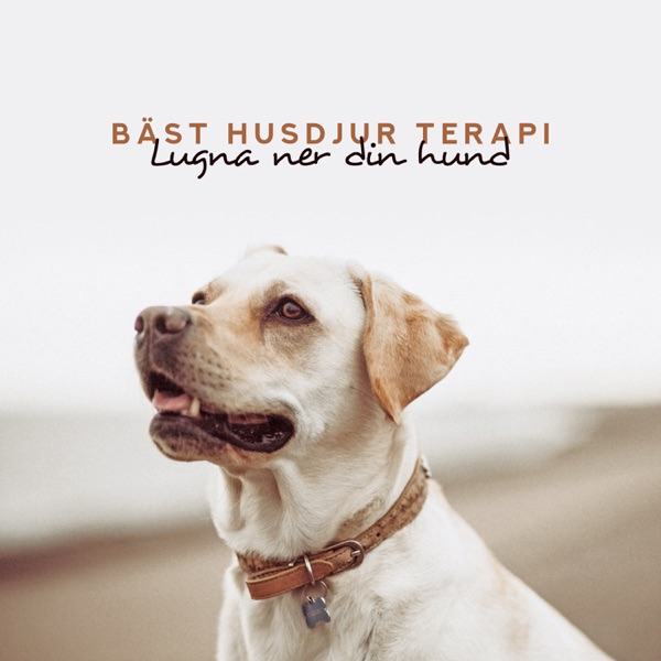 Bäst husdjur terapi - Lugna ner din hund