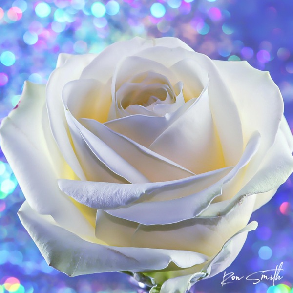 Lil' Rose