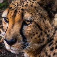 Escape the System - Mg Lil Bubba