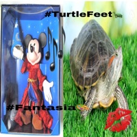Fantasia / Turtle Feet - Single - Misaku Foxx