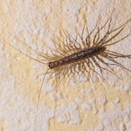 Centipedes (feat. Siixths & FreePerryShawty) Sylveon