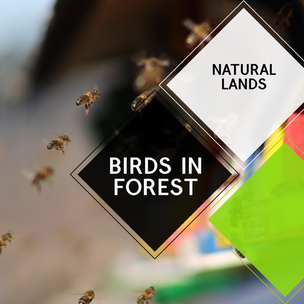 Birds in Forest - Natural Lands