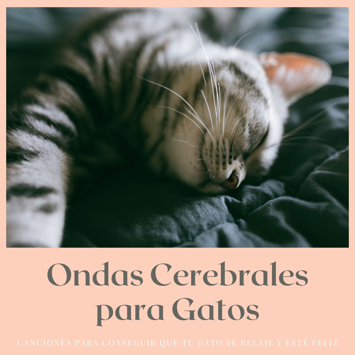 Ondas Cerebrales para Gatos - Canciones para Conseguir que tu Gato se  Relaje y esté Feliz - Album by Gatos Especialistas - Apple Music