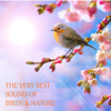 Bird Sounds From Finland In Summer - Life Sounds Nature