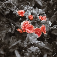 ARTIST. $AIL - Don't tryna be my love (feat. H:SEAN) - Single - Anonymous Artists