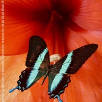 The Butterfly Effect - EP - SYL noiZ