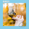 Relaxing Zen Bird Sounds - Nature Bird Sounds, Bird Sounds Ambience & Nature And Bird Sounds