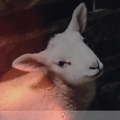 l'agnello (feat. Sxftspxt) - Single