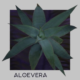 Aloevera Nintendo Boy