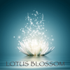 Sounds of Nature - Chakra Meditation Specialists