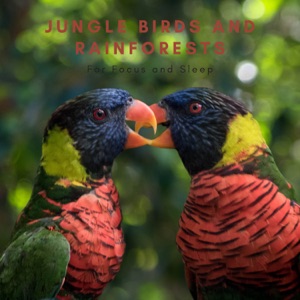 Jungle Birds and Rainforests for Focus and Sleep