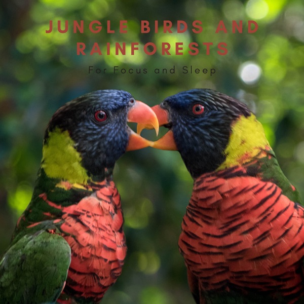 Jungle Birds and Rainforests for Focus and Sleep