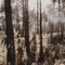 ZL (Instrumental) - Fernal lyrics