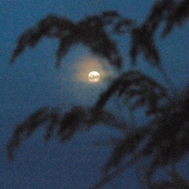 Real.Solitude J-Wizdum