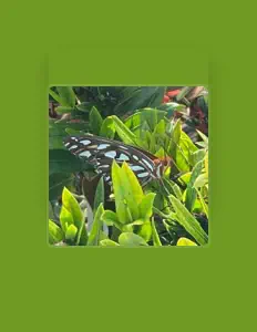 Listen to Muriel Scott, watch music videos, read bio, see tour dates & more!