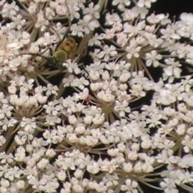 Escape pt. 2 (feat. Recklessboise) Realo