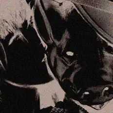 Stereowaveを聴いたり、ミュージックビデオを鑑賞したり、経歴やツアー日程などを確認したりしましょう！