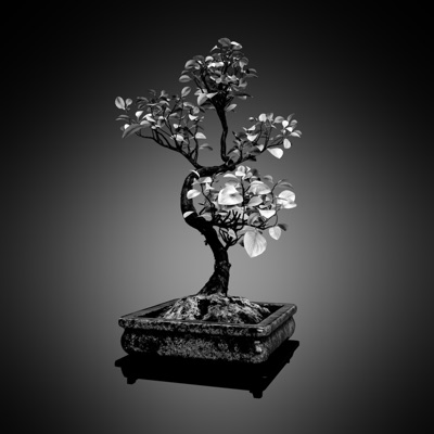 Bonsai (Instrumental) - Single