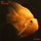 Goldfish - PC lyrics