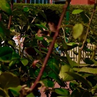 Mitch - Single - Taquan