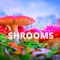 Shrooms - Playboi Beanz lyrics