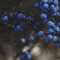 Blueberry AK (feat. Samson & Ivy.) - Single - Settapik