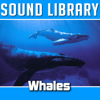 Whales - Sound Library