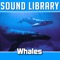 Orca - Sound Library lyrics