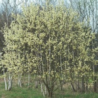 P***y - Single - King Draino