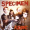 Kiss Kiss Bang Bang - Specimen lyrics