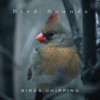 Birds Chirping - Bird Sounds
