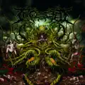 Contorted Perception