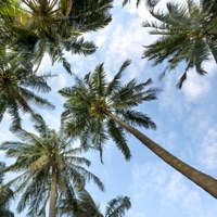 Dreaming - Single - Meyo