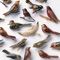 A Meal for Leaves - Kishi Bashi lyrics