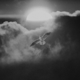 I Fell, U Stood Strawbrry