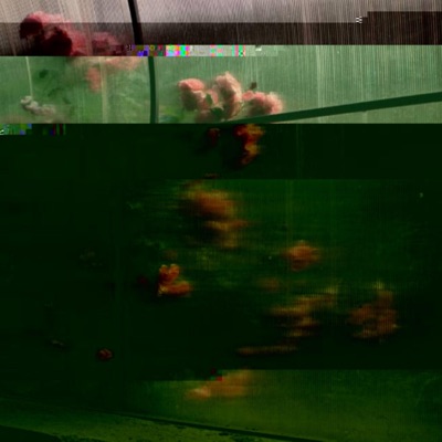 In the Garden - Single