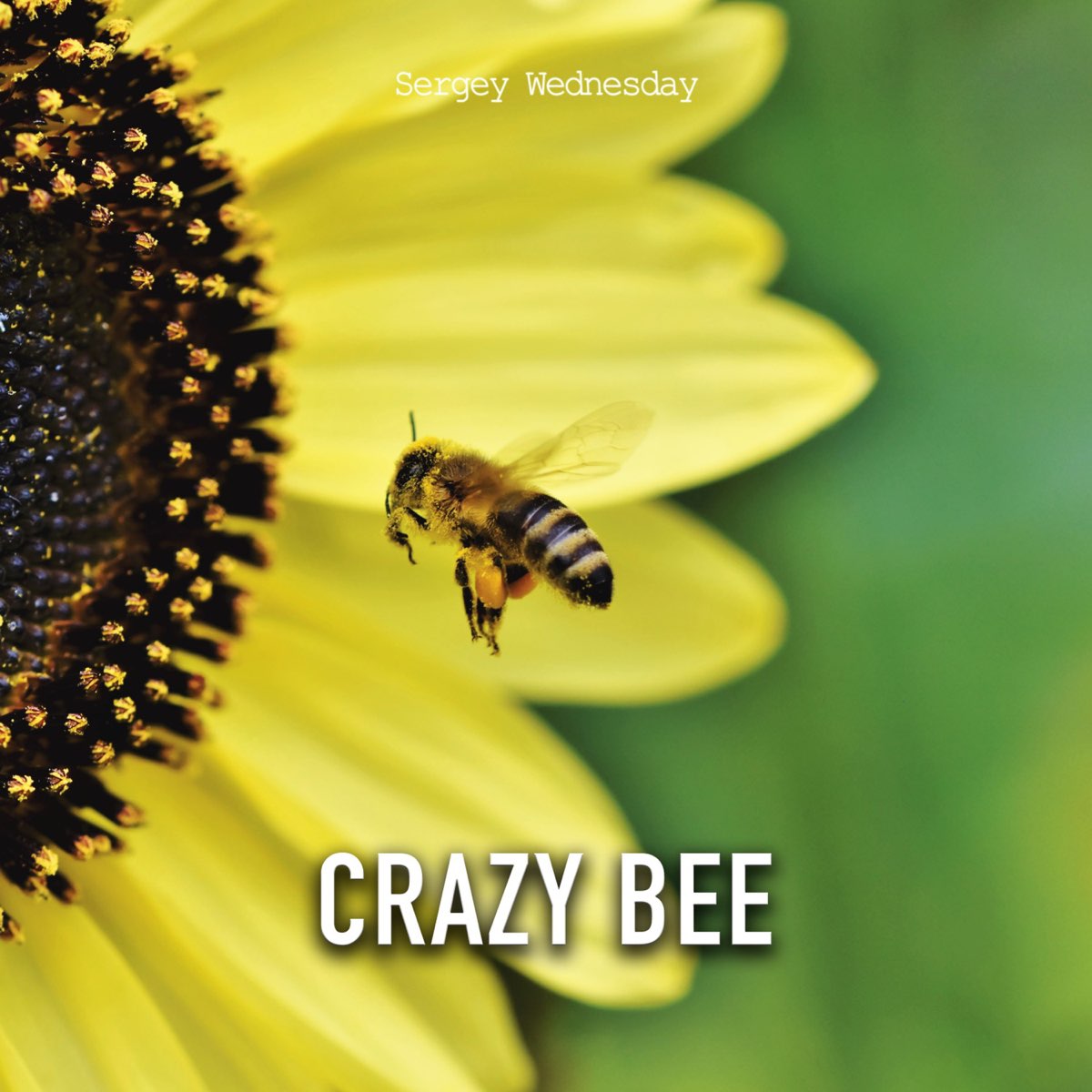 Звук пчелы слушать. Crazy Bee.